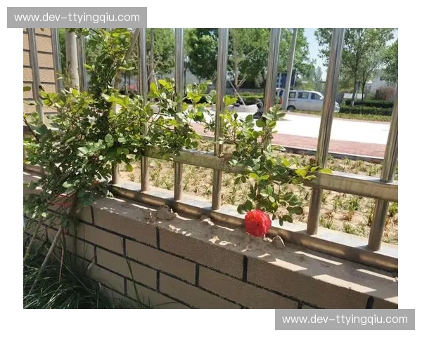 开云站点：开启奢华新篇章的全球门户